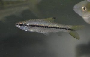 <i>Enteromius macrops</i>  (Boulenger,  1911)	 アフリカンブラックラインバルブ