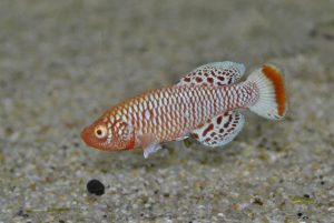 <i>Nothobranchius rachovii</i>  Ahl,  1926	 ノソブランキウス・ラコビー　アルビノ