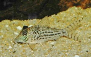 <i>Corydoras</i> sp.  コリドラス sp. ブロッキー