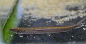 <i>Vaillantella maassi</i>  Weber &  de Beaufort,  1912	 フォークテールローチ