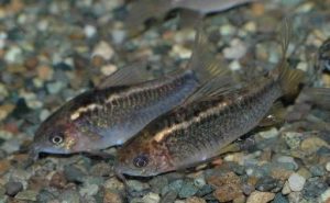 <i>Gasterodermus elegans</i>  (Steindachner,  1876)	 コリドラス：ガストロデルムス sp. ペスタイ