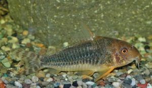 <i>Hoplisoma gossei</i>  (Nijssen,  1972)	 コリドラス：ホプリソマ・ゴッセイ