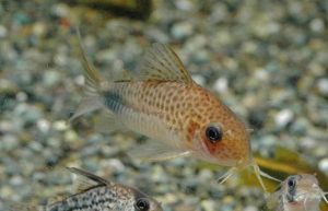 <i>Brochis</i> sp. コリドラス：ブロキス sp. マツザカエ