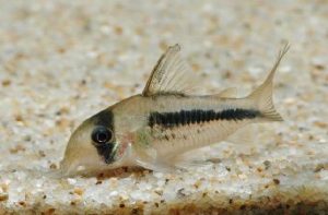 コリドラス：ホプリソマ・アクセルロディ