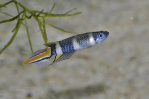 <i>Epiplatys annulatus</i>  (Boulenger, 1915)	 エピプラティス・アンヌラトゥス