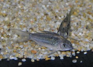 <i>Gasterodermus</i> sp. コリドラス：ガストロデルムス sp. エレガンス