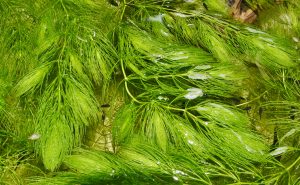 <i>Ceratophyllum demersum</i> マツモ