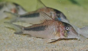 <i>Corydoras amapaensis</i>  Nijssen,  1972	 コリドラス・アマパエンシス
