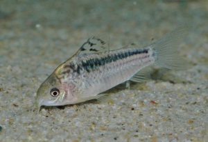 <i>Gastrodermus elegans</i>（Steindachner  1876）	 コリドラス：ガストロデルムス・エレガンス