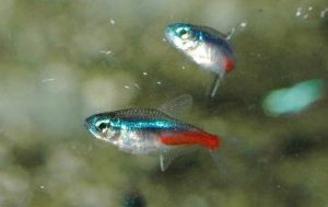 <i>Paracheirodon innesi</i>  (Myers, 1936)	 ネオンテトラ