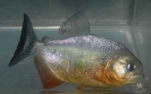 <i>Pygocentrus piraya</i>  (Cuvier, 1819)	 ピラニア・ピラヤ