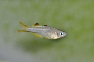 <i>Pseudomugil ivantsoffi</i>  Allen & Renyaan, 1999	 プセウドムギル・イヴァントソフィ