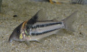 <i>Brochis bifasciatus</i>  (Nijssen,  1972)	 コリドラス：ブロキス・ビファスキアトゥス