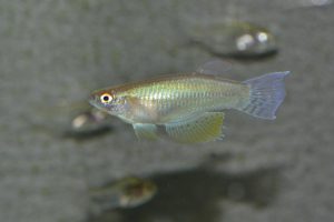 <i>Procatopus nototaenia</i>  Boulenger,  1904	 プロカトプス・ノトタエニア