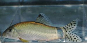 <i>Yasuhikotakia splendida</i>  (Roberts, 1995) ロイヤルレオパードボチア