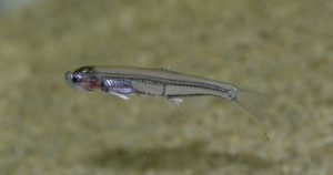 <i>Anchoviella jamesi</i>  (Jordan & Seale, 1926)	 ホエールヘッドグラスフィッシュ