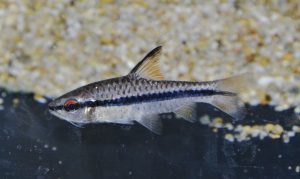 Enteromius sp.  バルブス sp. ホロタエニア
