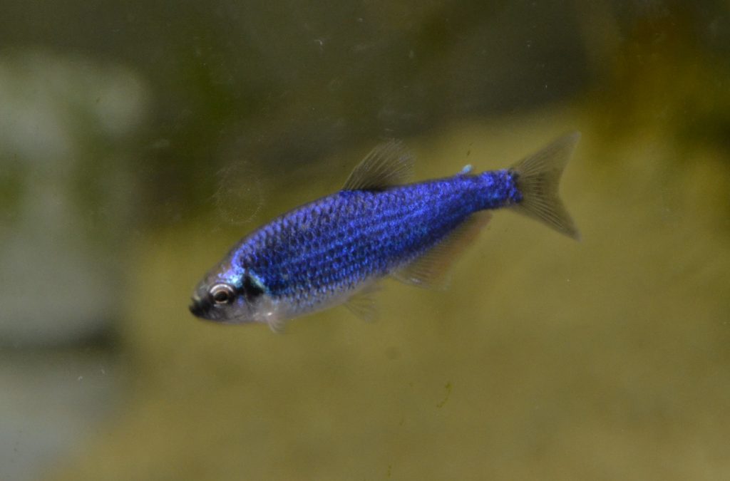 Inpaichthys Kerri Gery Junk 1977 インパイクティスケリー ディープブルー プラゼール水生生物研究所