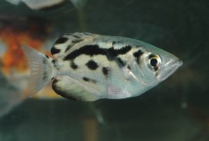 <i>Toxotes blythii</i> Boulenger, 1892 トキソテス・ブリチイ