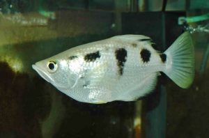 <i>Toxotes chatareus</i> (Hamilton, 1822) トキソテス・カタレウス