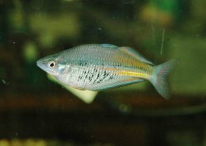 <i>Glossolepis ramuensis</i> Allen, 1985 グロッソレピス・ラムエンシス