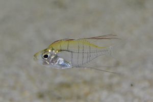 レッドフィングラスエンゼル　新称　