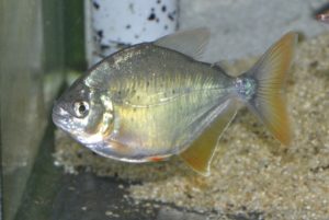 <i>Pygopristis denticulata</i> (Cuvier, 1819) ピラニア・デンティキュラータ