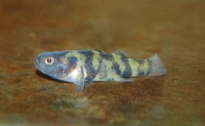 <i>Brachygobius</i> sp. ニューバンブルビーゴビー