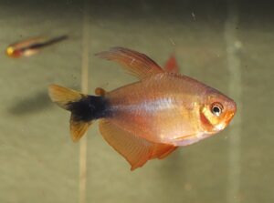 ヒぺッソブリコン・ペウゲオティ