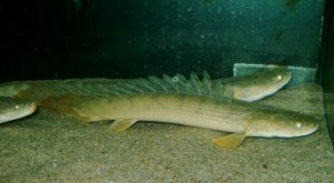 <i>Polypterus congicus</i> Boulenger, 1898 ポリプテルス・コンギクス
