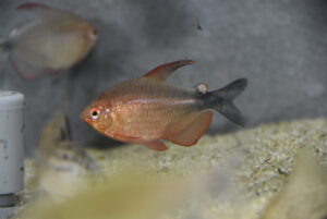 ヒぺッソブリコン・ペウゲオティ