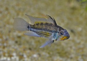 <i>Apistogramma juruensis</i> Kullander, 1986 アピストグラムマ・ユルエンシス