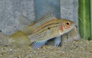 <i>Apistogramma</i> sp.  アピストグラムマ sp. ディアマンテ（ペルー）