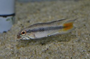 <i>Apistogramma</i>  sp. アピストグラムマ sp. ロートカイル