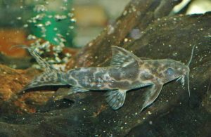 <i>Synodontis soloni</i> Boulenger, 1899 シノドンチス・ソロニ