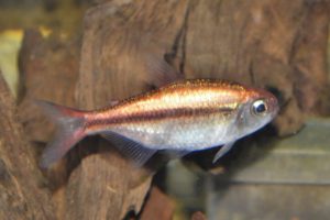 Acestrorhamphidae sp. スカーレットムーンテトラ プラチナ