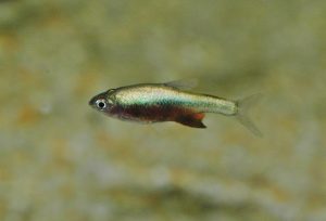 <i>Sundadanio</i> sp. ラスボラ・アクセルロディ　グリーン