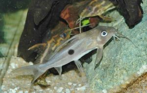 <i>Synodontis notatus</i> Vaillant, 1893 シノドンチス・ノタトゥス