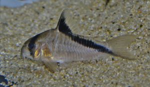 コリドラス：ホプリソマ・メリニ