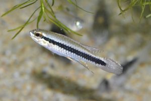 <i>Taeniacara candidi</i> Myers, 1935 タエニアカラ・カンディディ