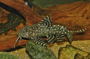 <i>Synodontis angelicus</i> Schilthuis, 1891 シノドンチス・アンジェリカス