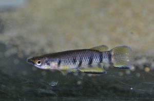 <i>Epiplatys dageti</i> Poll, 1953 エピプラティス・ダゲチ