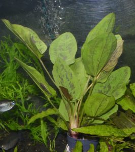 <i>Echinodorus</i> sp. エキノドラス sp. チョコレートマーブル