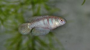 <i>Hypsolebias carlettoi</i> (Costa & Nielsen, 2004) ヒプソレビアス・カルレットイ