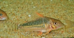 コリドラス：ブロキス・セウシー