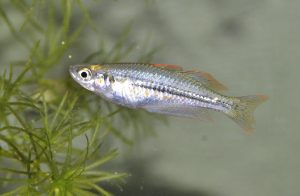 <i>Melanotaenia exquisita</i> Allen, 1978 エクスクイジッタレインボー