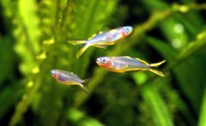 <i>Pseudomugil furcatus</i> Nichols, 1955 ポポンデッタ・フルカトゥス