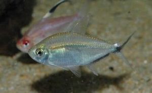 <i>Moenkhausia costae</i> (Steindachner, 1907) ジャックナイフテトラ