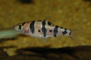 <i>Desmopuntius foerschi</i> (Kottelat, 1982) デスモプンチウス・ホエルスキ