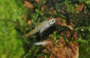 <i>Odontocharacidium aphanes</i> (Weitzman & Kanazawa, 1977) カーディナルダーター　